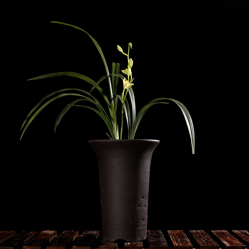 夏皇梅 建兰八大名品正格梅瓣四季兰 老种名贵南靖兰花苗夏带花苞