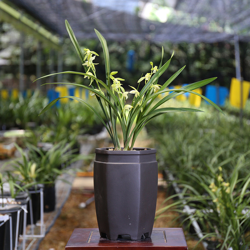 建兰素花金丝马尾 浓香金边叶艺兰花苗夏带花苞 四季植物室内盆栽