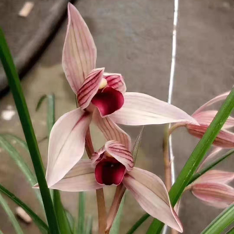 丽江红 云南细叶莲瓣兰红舌精品 高档浓香花卉盆栽兰花苗四季绿植