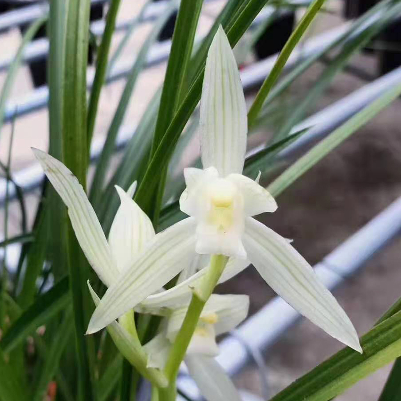 小雪素 云南传统名品莲瓣兰浓香花卉 名贵植物高档兰花苗不带花苞 鲜花速递/花卉仿真/绿植园艺 国兰/杂交兰/洋兰类 原图主图