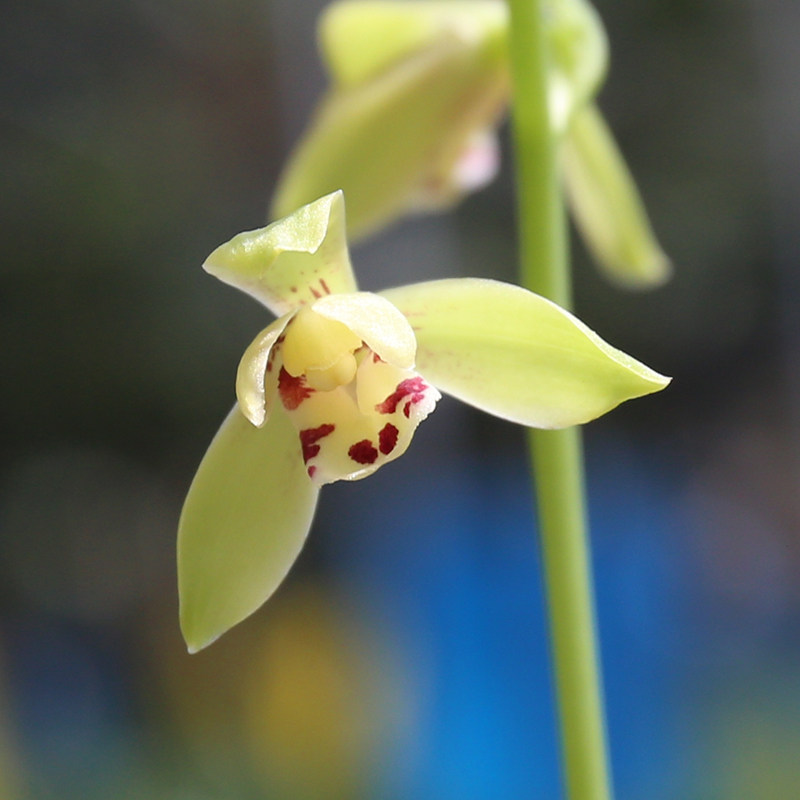 宜宾荷仙 青轩兰场老种建兰浓香荷瓣夏带花苞兰花苗 室内花卉绿植