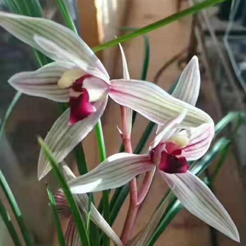 维西墨血墨雪 细叶老种莲瓣兰红舌铭品 高档名贵浓香花卉兰花苗