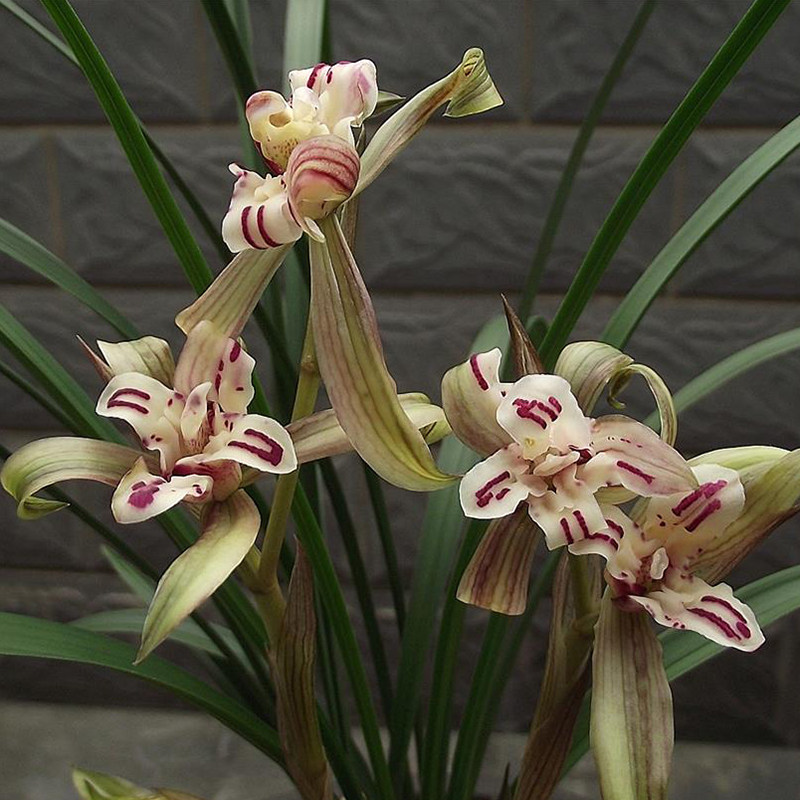 天彭牡丹 春兰一品奇花浓香牡丹瓣珍品国兰 好养室内植物盆栽花卉