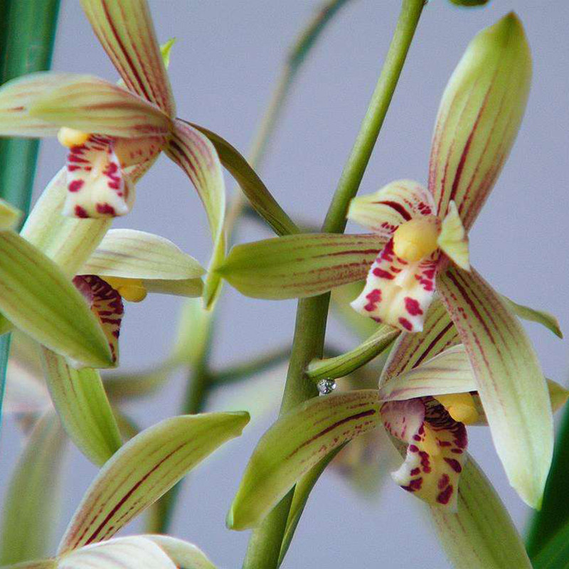 金边建兰小桃红四季兰 不带花苞兰花苗好养易活花卉盆栽 假一赔十