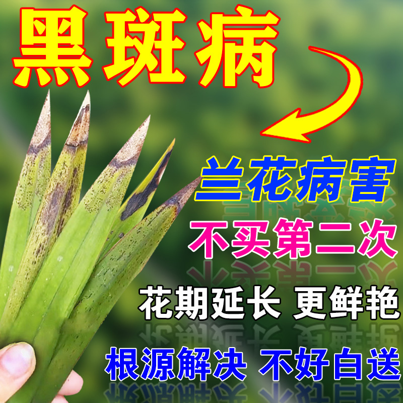 兰花叶尖发黑黑斑病叶斑专用药治黄叶焦尖烂根神器兰花叶子杀菌药