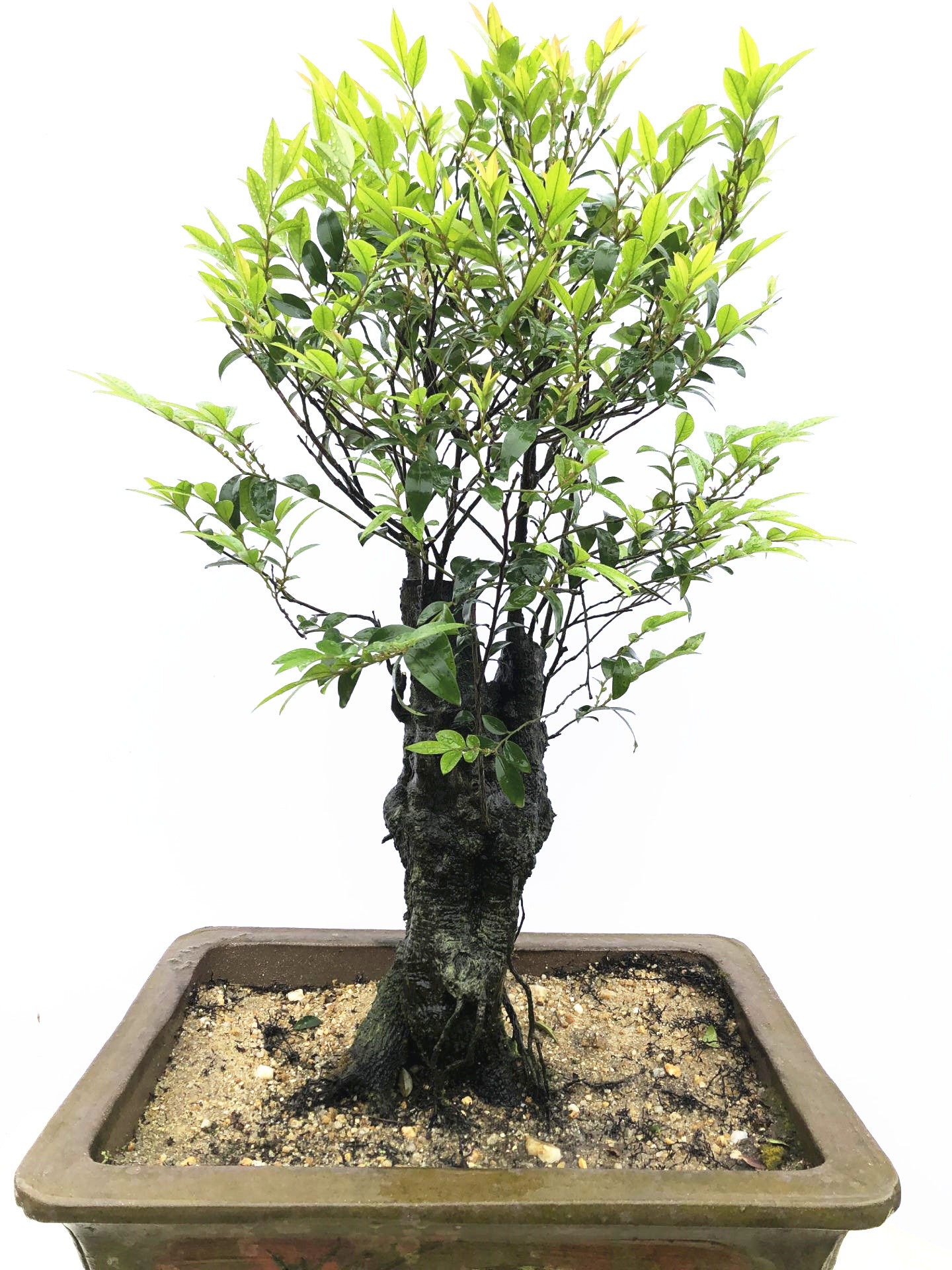 岭南客厅黑骨茶高档绿植小叶紫檀