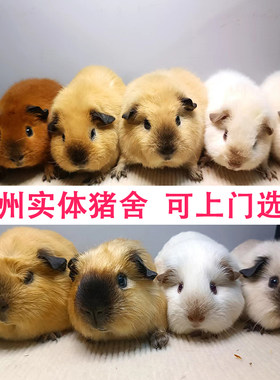 加州家养豚鼠幼崽活体