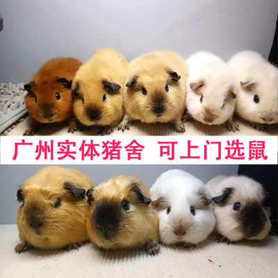 加州家养豚鼠幼崽活体