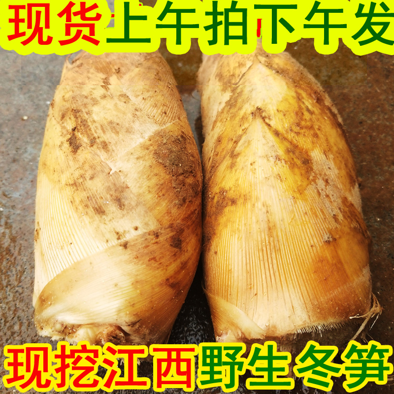 现货25新鲜冬笋现挖特产农产品黄泥冬笋春笋毛竹野生竹笋5斤装