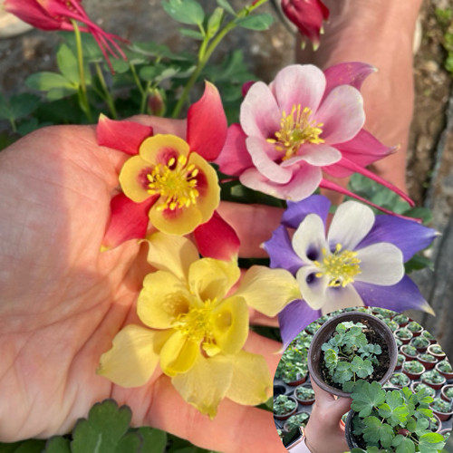 耧斗菜多盆组合耐寒零下20度室外地栽 迷你小盆不带花