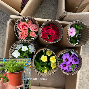 【满4盆包邮】百万小玲舞春花小花矮牵牛垂吊四季庭院室内外