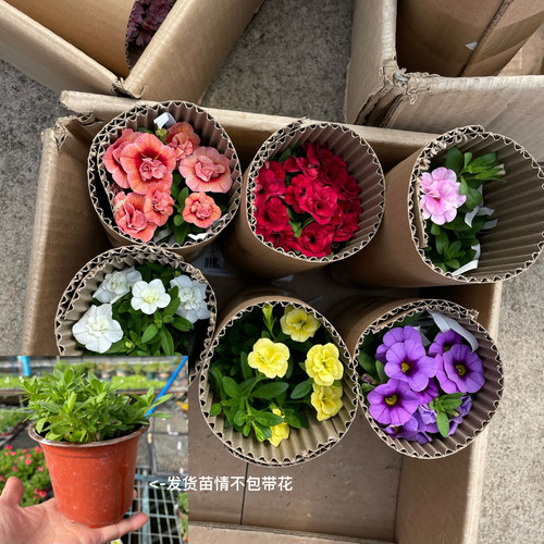 百万小玲四季开花花量大