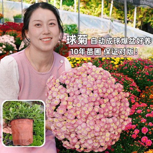 12cm球菊千头菊庭院阳台种植好养易爆盆糖果色菊花盆栽