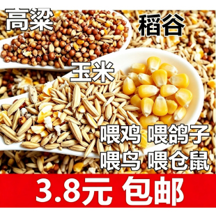 高粱稻谷玉米粒混合喂鸡喂鸟喂鸽子鸟食渣糁杂高梁鸽粮食保健砂