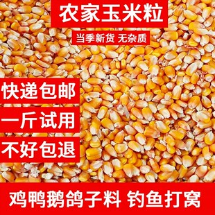 玉米粒养鸡猪牛养殖专用喂鸡鸭鹅鸽子钓鱼饲料打窝批发大颗农家种