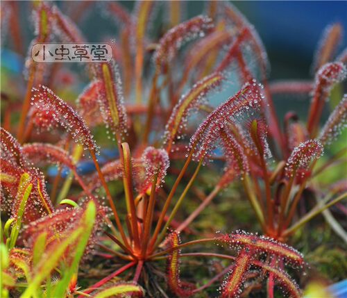 好望角茅膏菜红 吃蚊子吃苍蝇吃虫旷红大型食虫植物盆栽小虫草堂