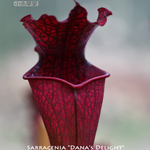 丹娜瓶子草 丽娜盆栽小虫草堂白朱迪思紫色食虫植物捕蝇草猪笼草