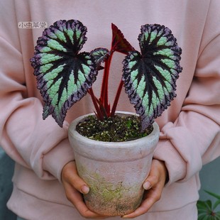 焰火秋海棠小蟲草堂盆栽熱帶室內(nèi)煙火北越華麗喜悅黑峰星空植物