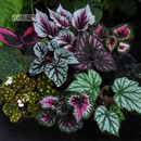 秋海棠 小虫草堂盆栽黑骑士五彩蜗牛焰火圣尼克室内观叶植物喜阴