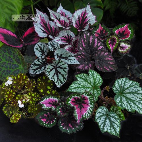 秋海棠室内全年观赏包邮