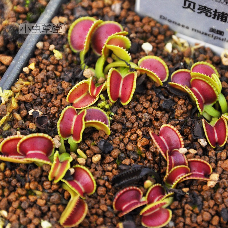 贝壳捕蝇草 变异小虫草堂苗盆栽花卉食虫草稀有品种奇花异草夹子