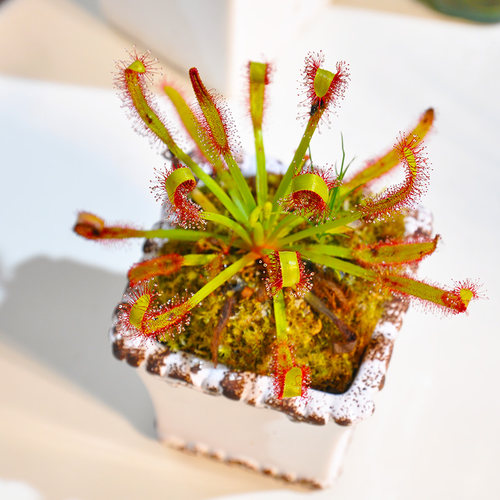 好望角小虫草堂牙刷成株茅膏菜