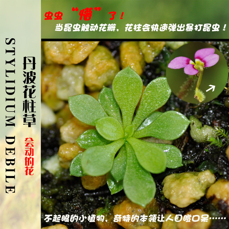 丹波花柱草 暴打昆虫趣味植物食虫植物盆栽茅膏菜奇花异草食人花