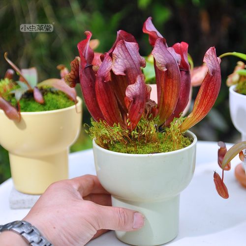 容易爆盆冬季不枯叶查尔逊瓶子草