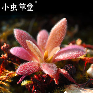 食人花猪笼草种子捕苍蝇盆栽食蝇草驱虫草食虫