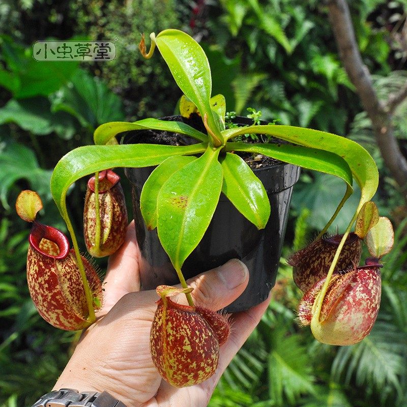 虎克猪笼草小虫草堂食虫植物食人花盆栽卧室花卉含羞草室内捕蝇草图片