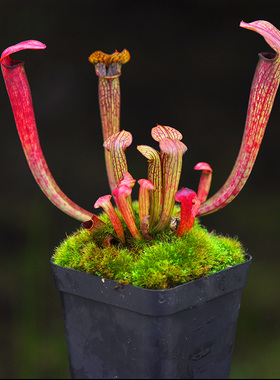海湾红瓶子草小虫草堂食虫植物盆栽Sarracenia rubra gulfensis