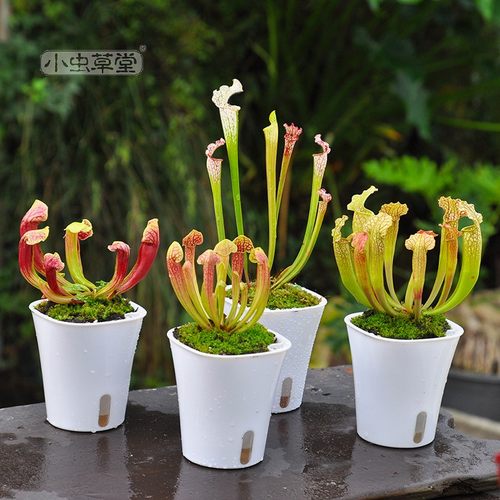 直播植物组合套装食虫草