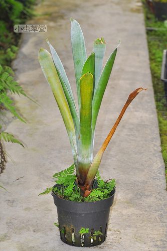 食虫植物小布洛食虫凤梨