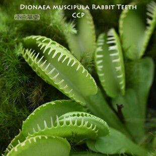 兔齿捕蝇草 皇家红十字牙三文鱼汤勺黄色融兔齿异形护士G16维纳斯