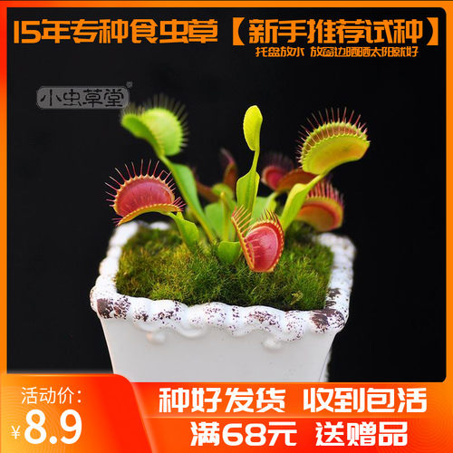 花市捕蝇草价格 花市捕蝇草图片 星期三