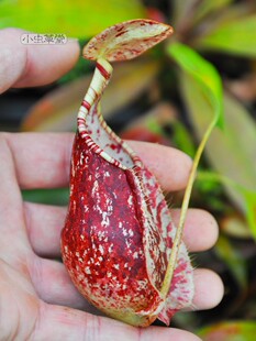 莱佛士猪笼草实生小虫草堂食虫植物盆栽室内绿植稀有种子奇花异草