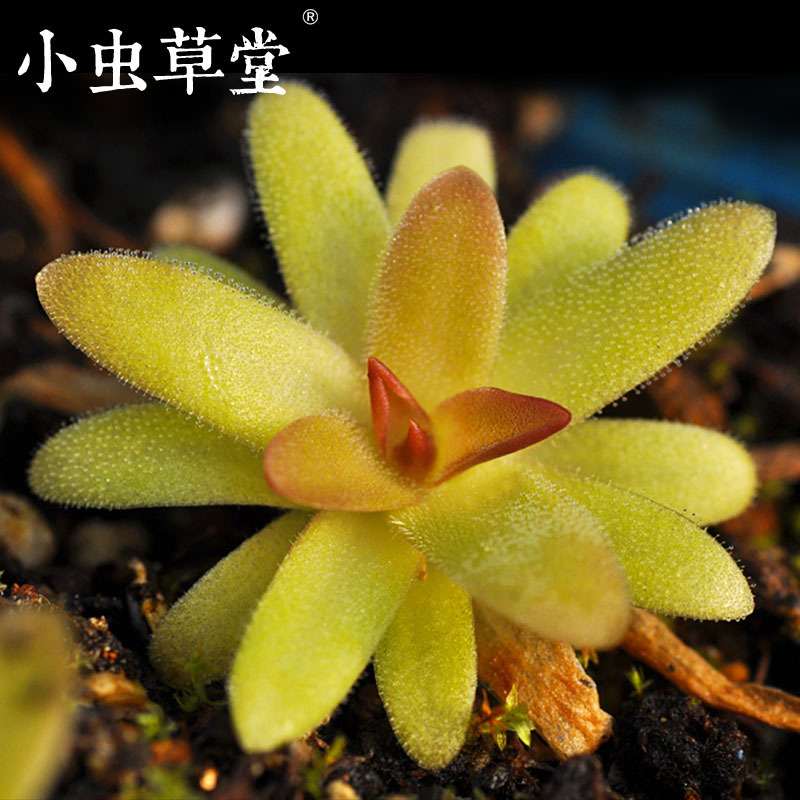 纤墨捕虫堇会吃虫的多肉植物绿植盆栽食虫草防辐射食虫植物食人花