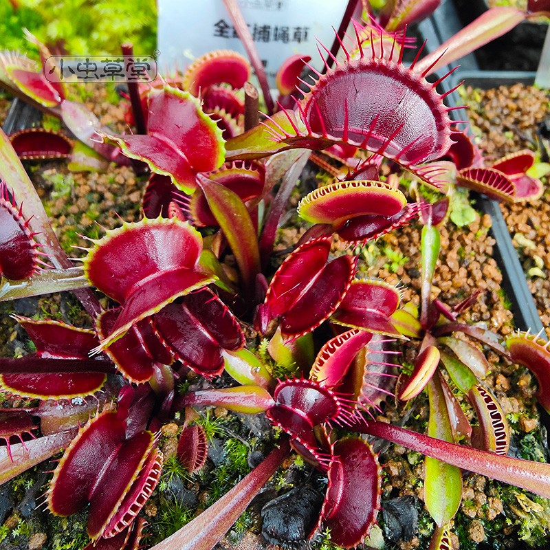 捕蝇草驱蚊草种子含羞草植物