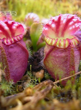 小虫草堂直播21土瓶草食虫植物盆栽绿植室内耐阴稀有另类猪笼草