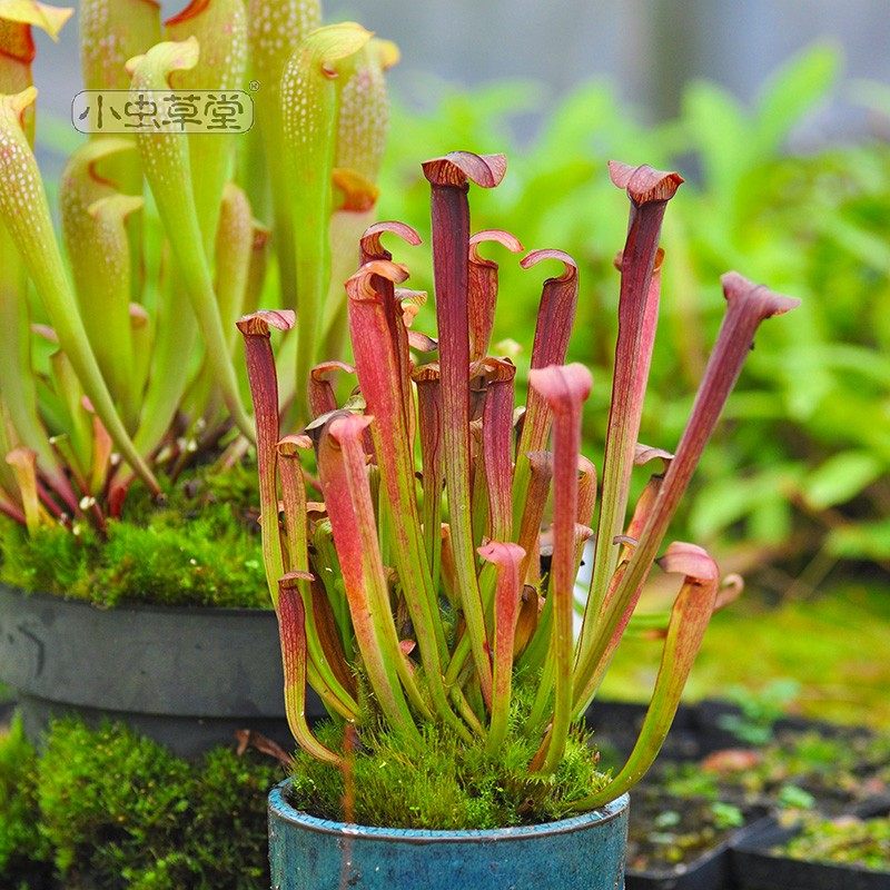 红瓶子草小虫草堂食虫植物盆栽捕虫草食人花吃虫sarracenia rubra