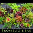 积水凤梨小虫草堂植物小型五彩雨林缸水陆造景室内净化空气微景观