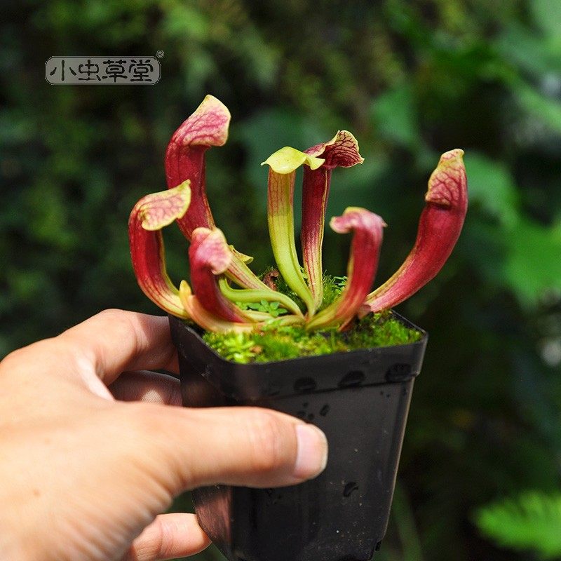 小虫草堂绿植美杜莎食肉苍蝇图片