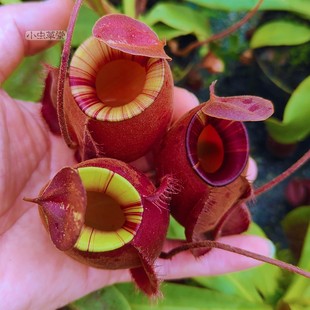 海盗黑月猪笼草 食虫植物小虫草堂盆栽驱蚊草捕蝇草甲醛室内种子