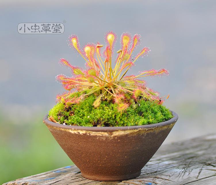 贝莉茅膏菜食虫植物盆栽食虫草食人花吸甲醛室内绿植盆景 鲜花速递/花卉仿真/绿植园艺 食虫植物 原图主图