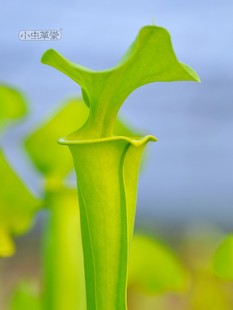 黄瓶子草巨大有香味盆栽小虫草堂大型食虫植物全红管铜帽华丽帝王