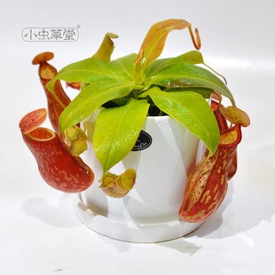 盖亚猪笼草 小虫草堂直播18食虫植物盆栽食人花室内驱蚊净化空气