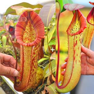 （维奇x博世）x米兰达猪笼草实生苗食虫植物小虫草堂种播种子盆栽