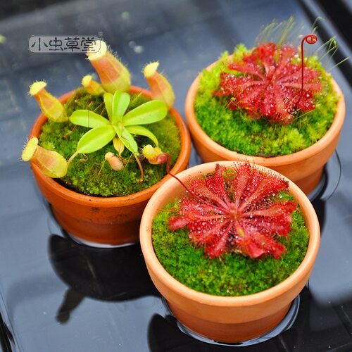 猪笼草混合种子小虫草堂