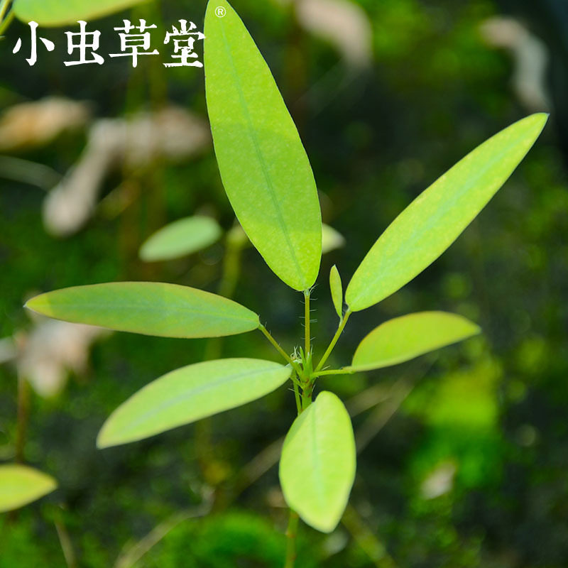 跳舞草种子水生含羞草感应草图片
