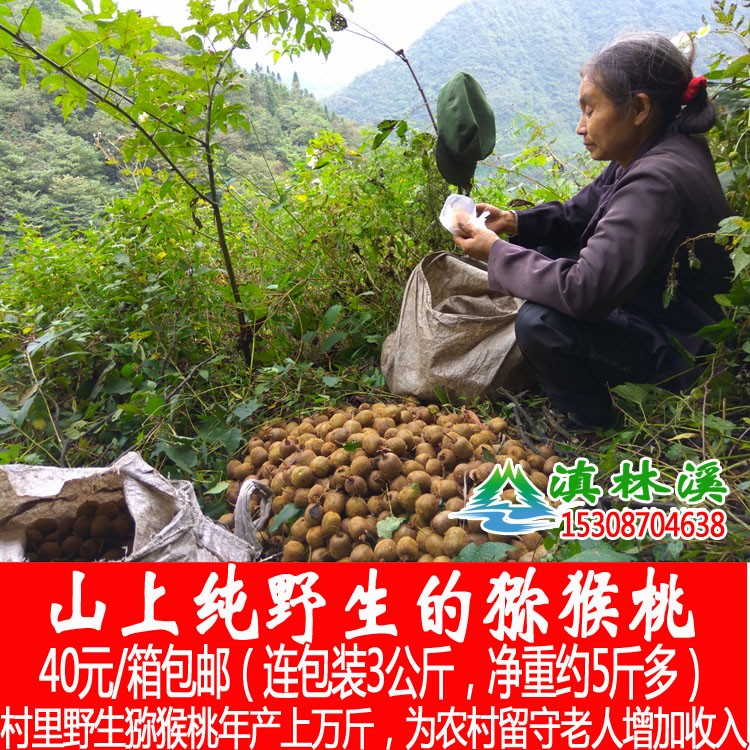 云南大关高山上采摘纯野生猕猴桃绿心奇异果新鲜现摘五斤十斤包邮
